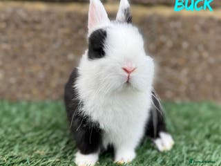 Netherland Dwarf rabbits Pure breed Netherlands dwarf - Advert 2