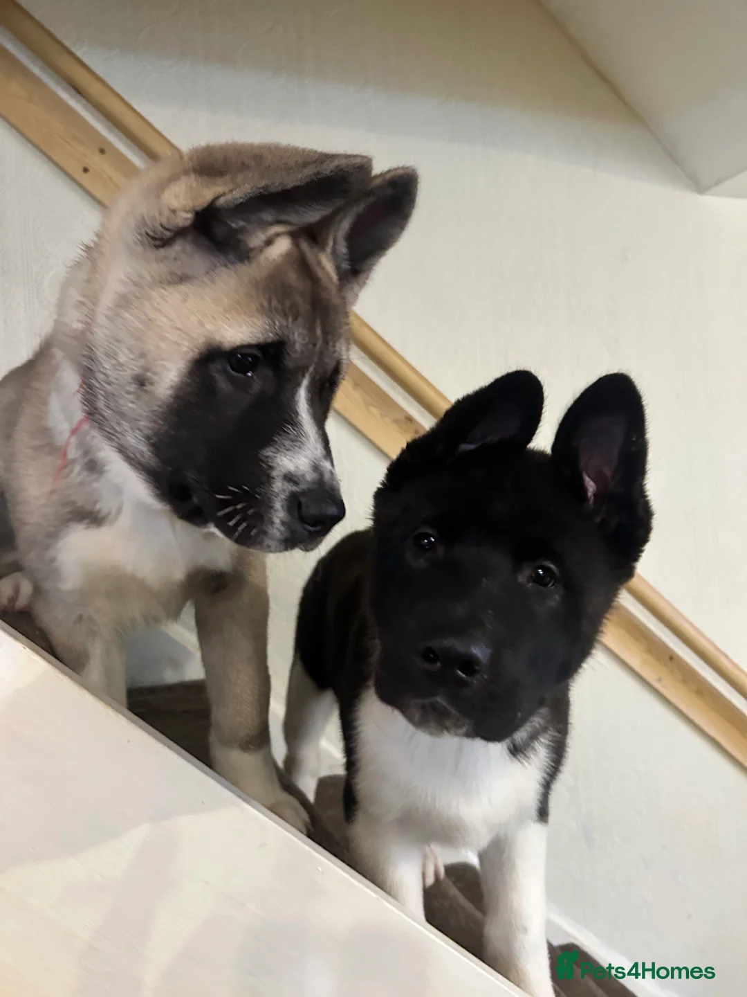 Akita dogs for sale: American Akita Puppy - Advert 19