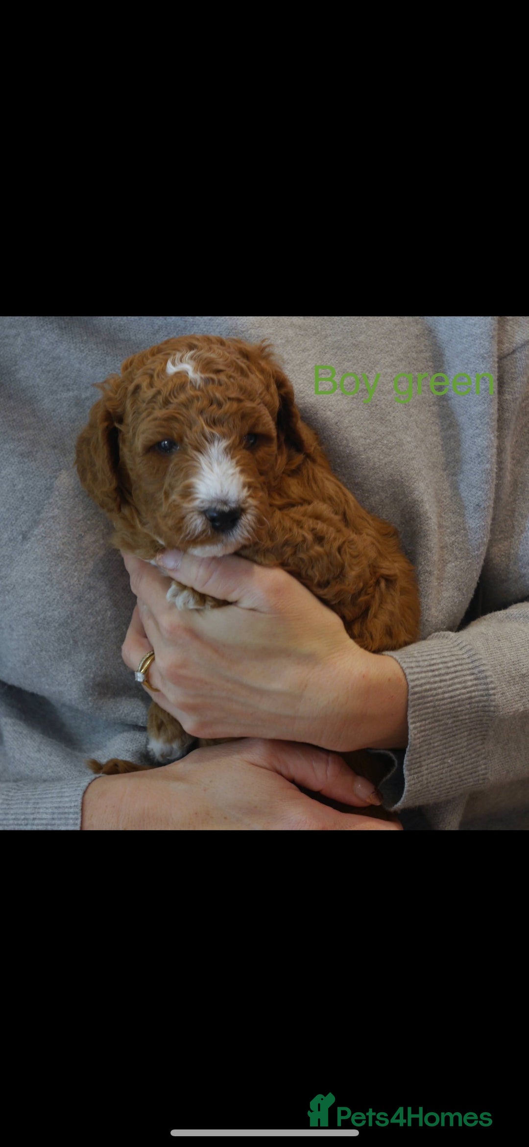 Cockapoo dogs for sale: Gorgeous F1 B cockapoos for sale - Image 4