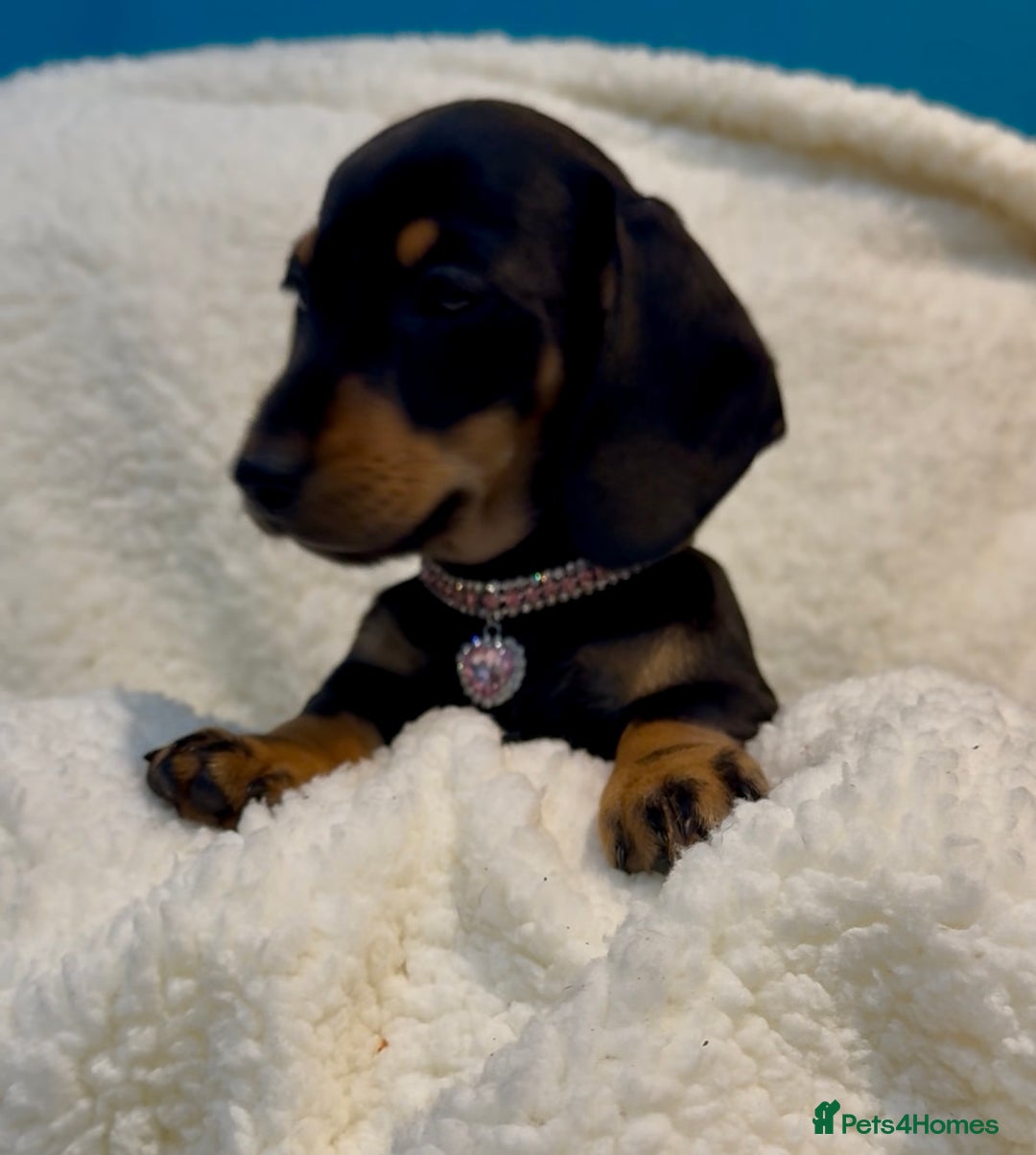 Dachshund dogs for sale: Kc registered miniature smooth daschunds  - Advert 3