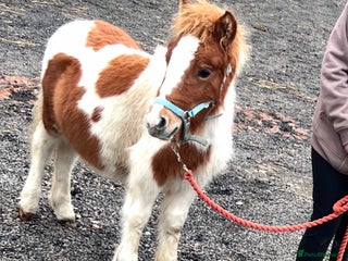Shetland pony horses Standard Shetland colt - Advert 1