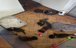 British Shorthair cats for sale: Champion Black British Shorthairs - Image 2