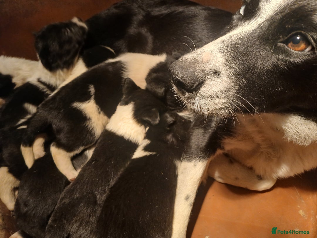 Border Collie dogs for sale: Border collie poppies  - Advert 9
