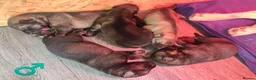 Mixed Breed dogs for sale: German Shepherd x Husky/Northern Inuit Puppies - Advert 4