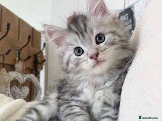 Maine Coon cats in Pwllheli - Advert 6