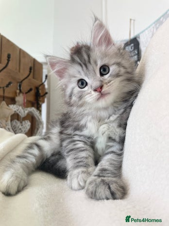 Maine Coon cats in Pwllheli - Advert 9
