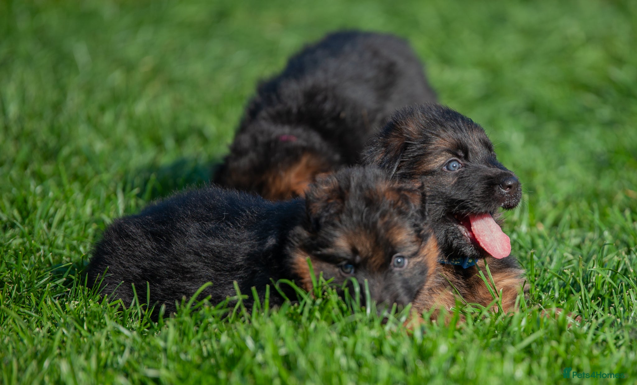 German Shepherd dogs for sale: ❤️🐾 Beautiful Long-Haired GSD Puppies🐾❤️ - Advert 16