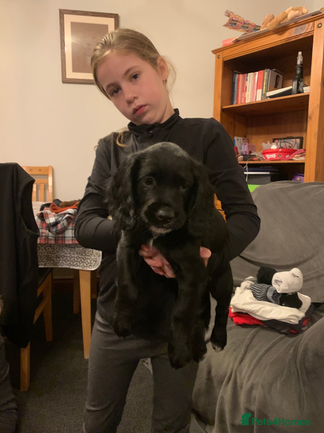 Cocker Spaniel dogs for sale: Spaniels for sale - Advert 3