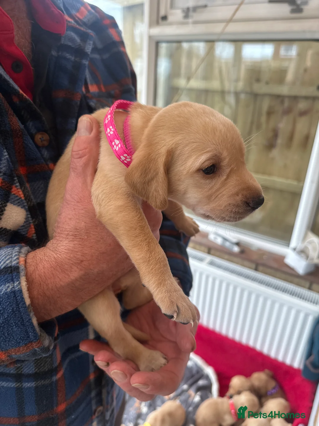 Mixed Breed dogs for sale: Vizslador puppys - Advert 2