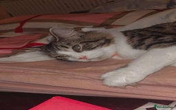 Maine Coon cats for sale: willow maine coon cross begal - Image 1
