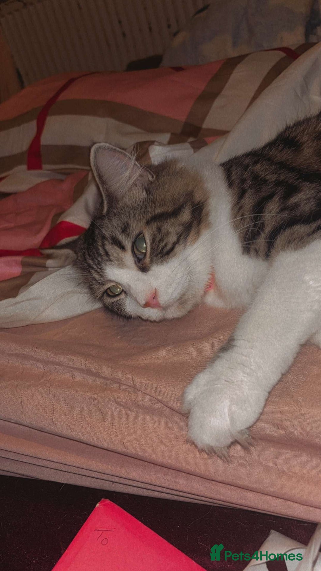 Maine Coon cats for sale: willow maine coon cross begal - Image 1