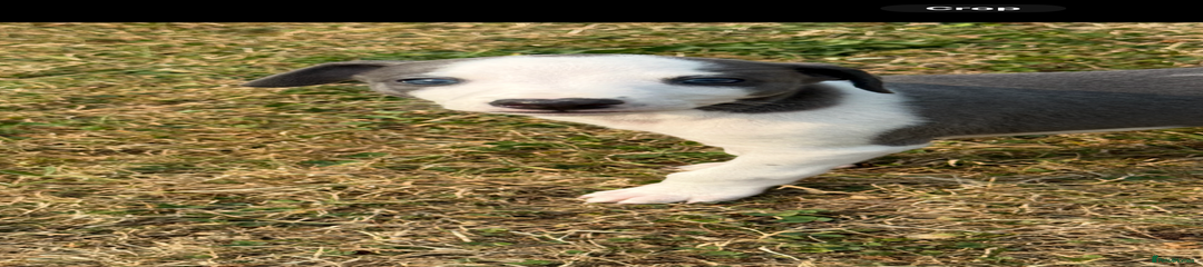 Whippet Puppy 3
