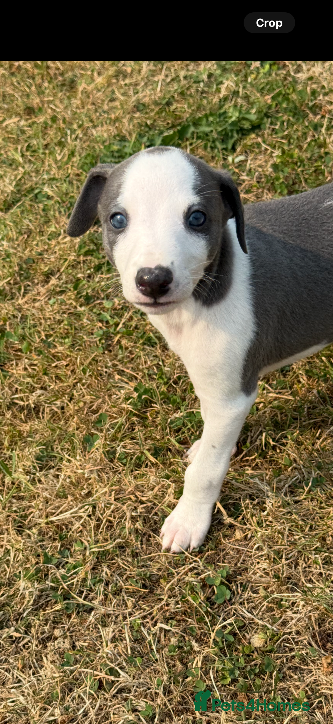 Whippet dogs for sale: Whippet puppies  - Image 5