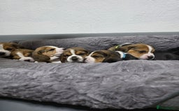 Beagle dogs for sale: Sweet litter of tri-colored beagle - Image 10