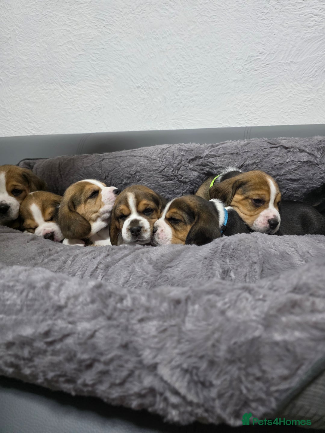 Beagle dogs for sale: Sweet litter of tri-colored beagle - Image 10