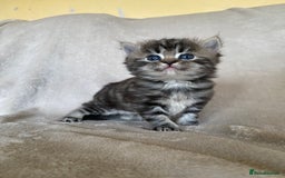 Ragdoll cats for sale: Ragdoll x  - Image 1