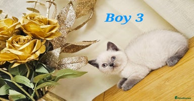 British Shorthair cats - Advert 5