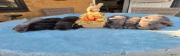 Mini Lop rabbits for sale: Mini Lops in Cambridge - Advert 5