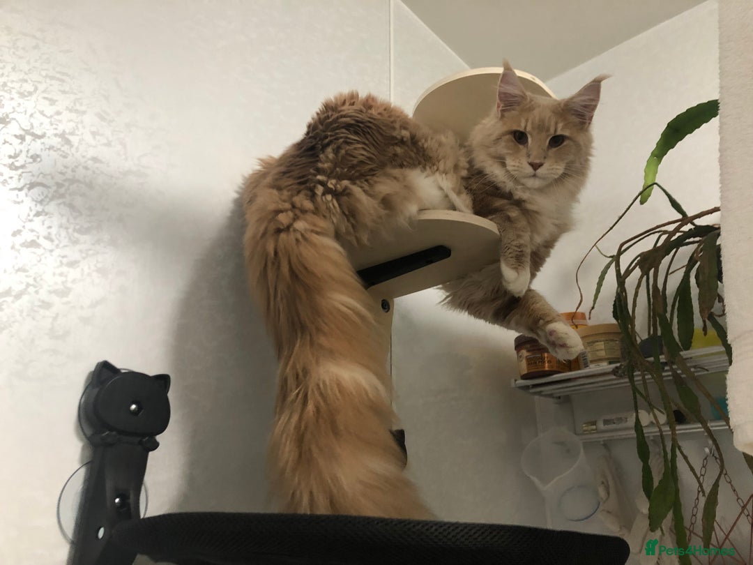 Mixed Breed cats for sale: Fold x Maine coon girls - Advert 16