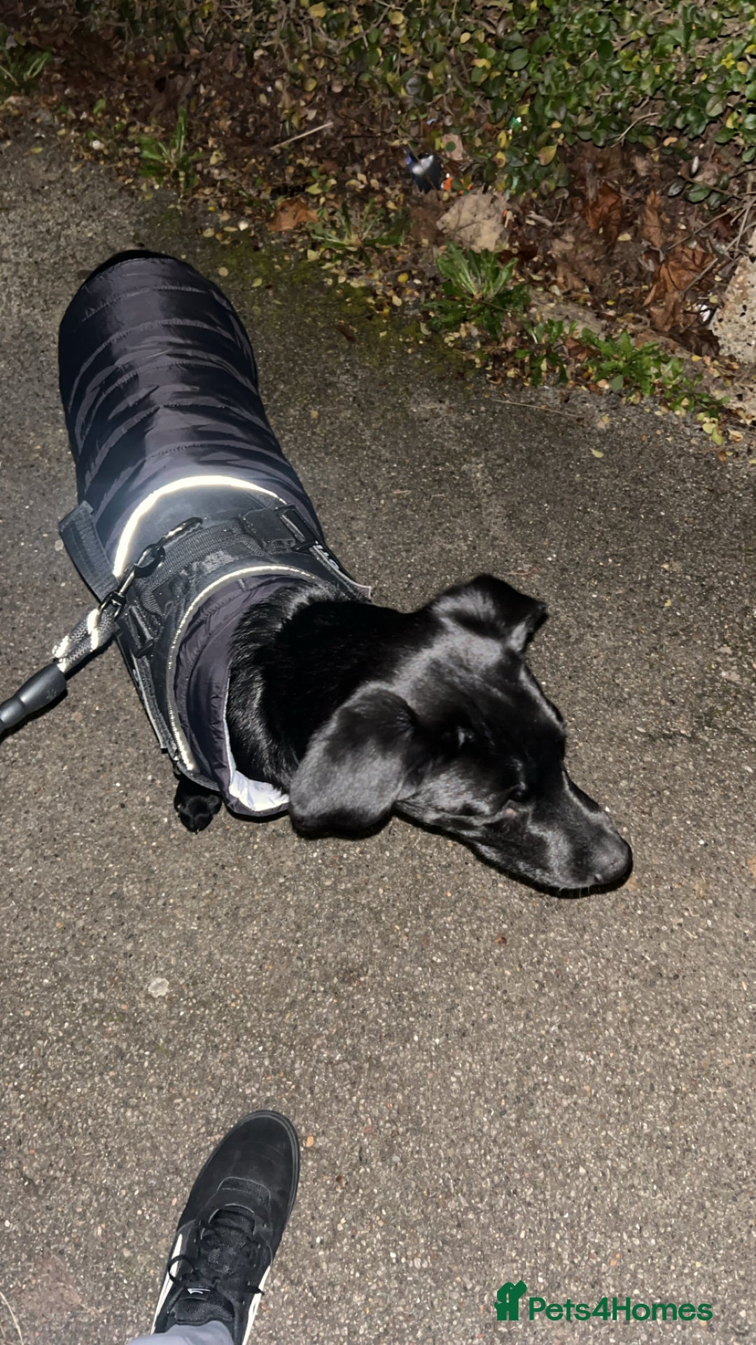 Labrador Retriever dogs for sale: Otis  - Advert 6