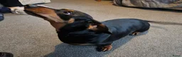 Dachshund dogs for sale: KC Registered female Dachshund  - Advert 1