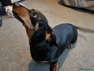 Dachshund dogs KC Registered female Dachshund - Advert 1