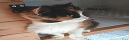 Mixed Breed cats for adoption: MARRIGOLD - Advert 4