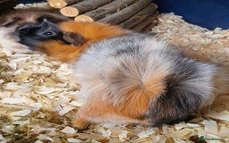 Guinea Pig rodents for sale: 2 stunning guinea pig young boars - Image 4