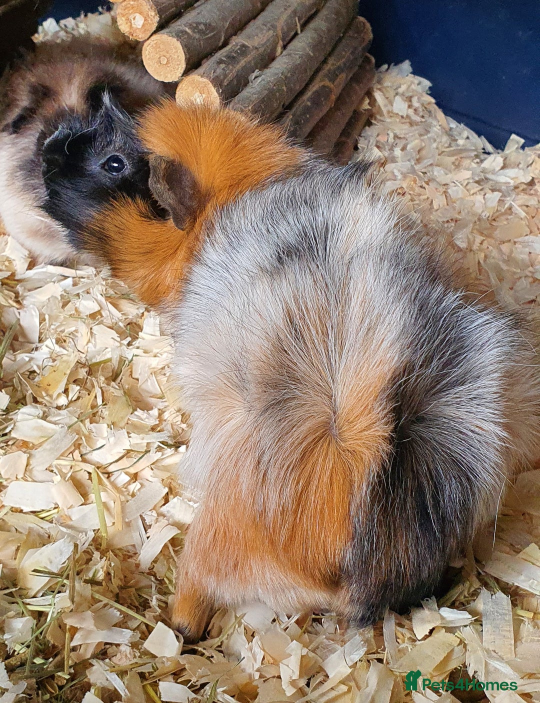 Guinea Pig rodents for sale: 2 stunning guinea pig young boars - Image 4