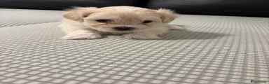 Bichon Frise 3