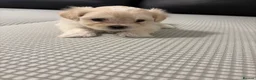 Bichon Frise dogs for sale: Bichon Frise Puppies for sale  - Advert 5