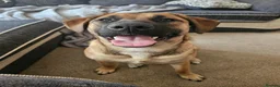 Mixed Breed dogs for sale: 11 month old female mixed breed  - Advert 6