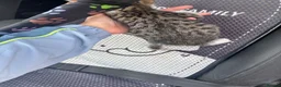 Mixed Breed cats for sale: Kittens for sale  in Telford - Advert 9