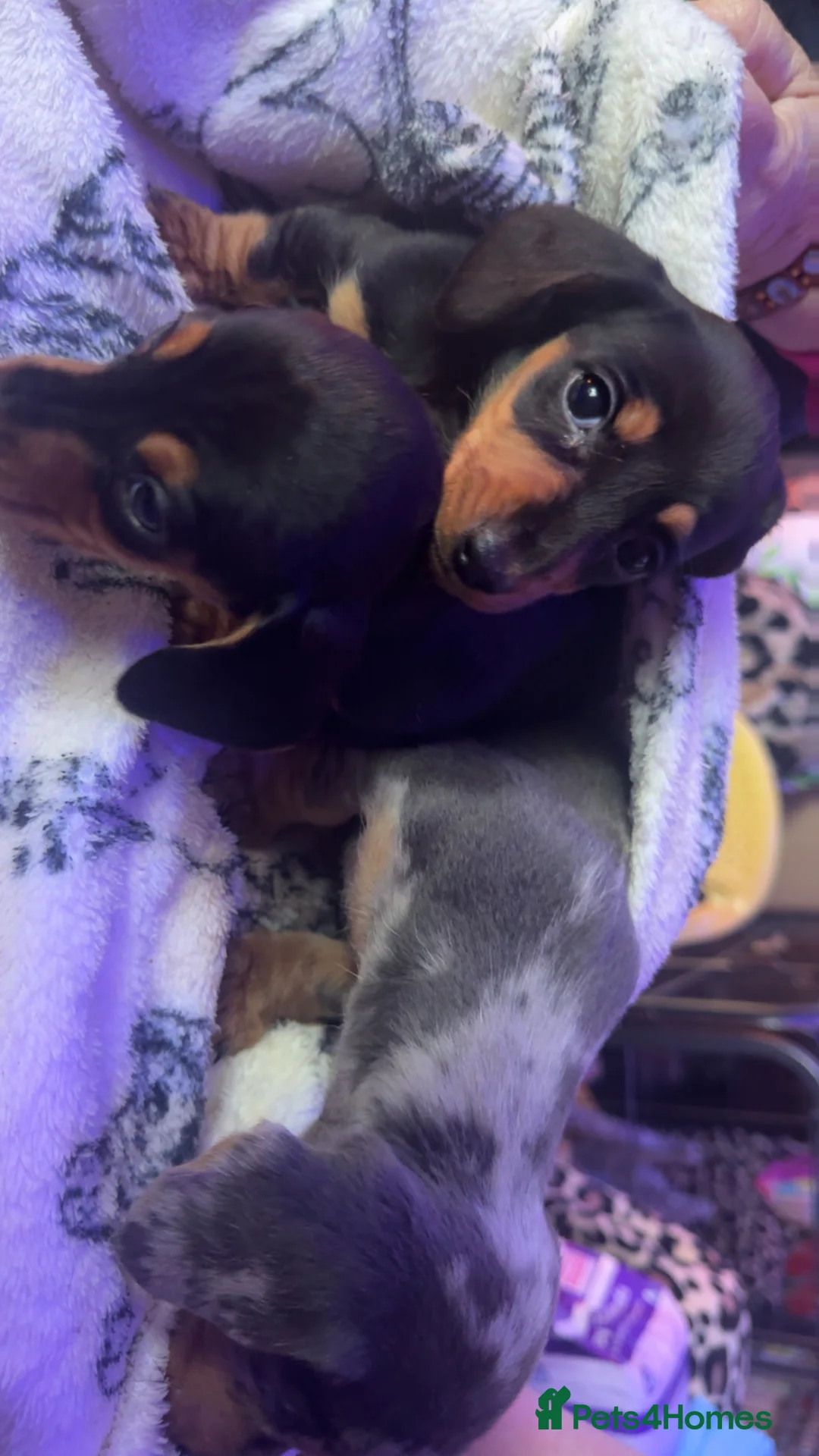 Dachshund dogs for sale: Dachshund puppies  - Advert 4