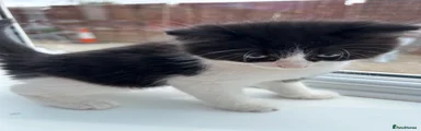 Mixed Breed 4