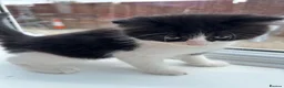 Mixed Breed cats for sale: ♥️ Kittens are looking for a new home♥️ in Leicester - Advert 3