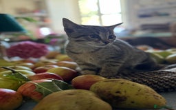 Savannah cats for sale: Savannah x Dorset Lad  - Image 5