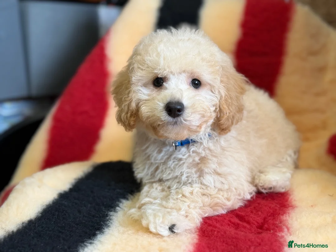 Poochon dogs for sale: Absolutely gorgeous poochon boys ready now  in Chester - Advert 11