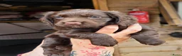Cocker Spaniel dogs for sale: Stunning Working Cocker Pups KC Reg. - Advert 18