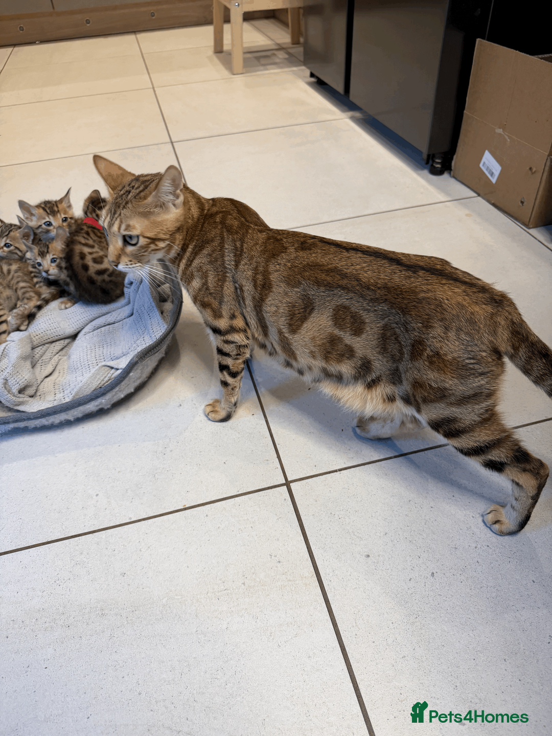 Bengal cats for sale: 🐾 Purebred Bengal Kittens for Sale 🐾 - Advert 26