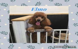 Cavapoo dogs for sale: Gorgeous Cavapoos - Image 6