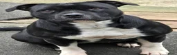 Staffordshire Bull Terrier dogs for sale: Valglo Sired, KC Reg, BVA Eye Tested, HC L2 Clear - Advert 19