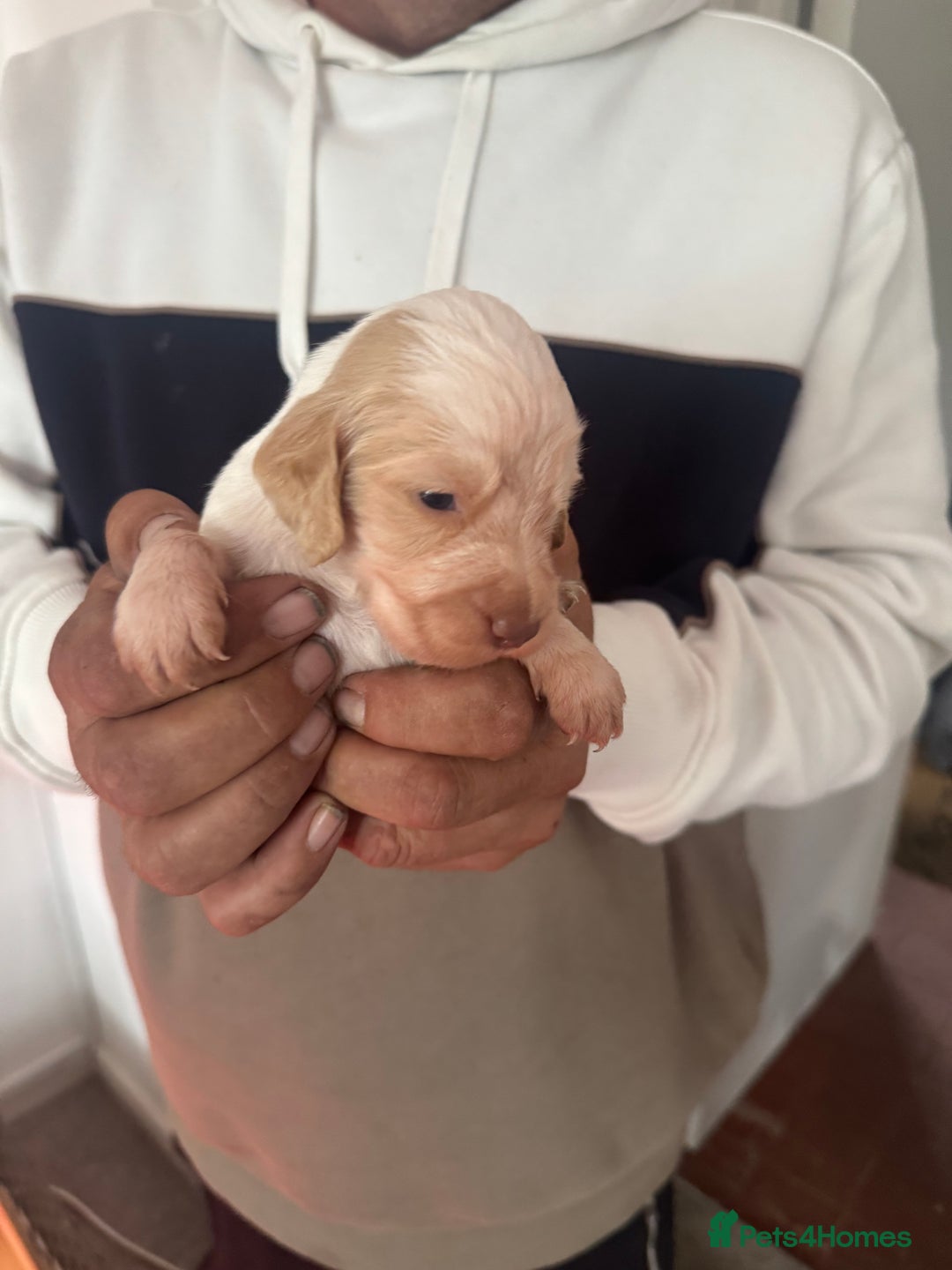 Cocker Spaniel dogs for sale: Full working cocker puppies for sale - Image 3