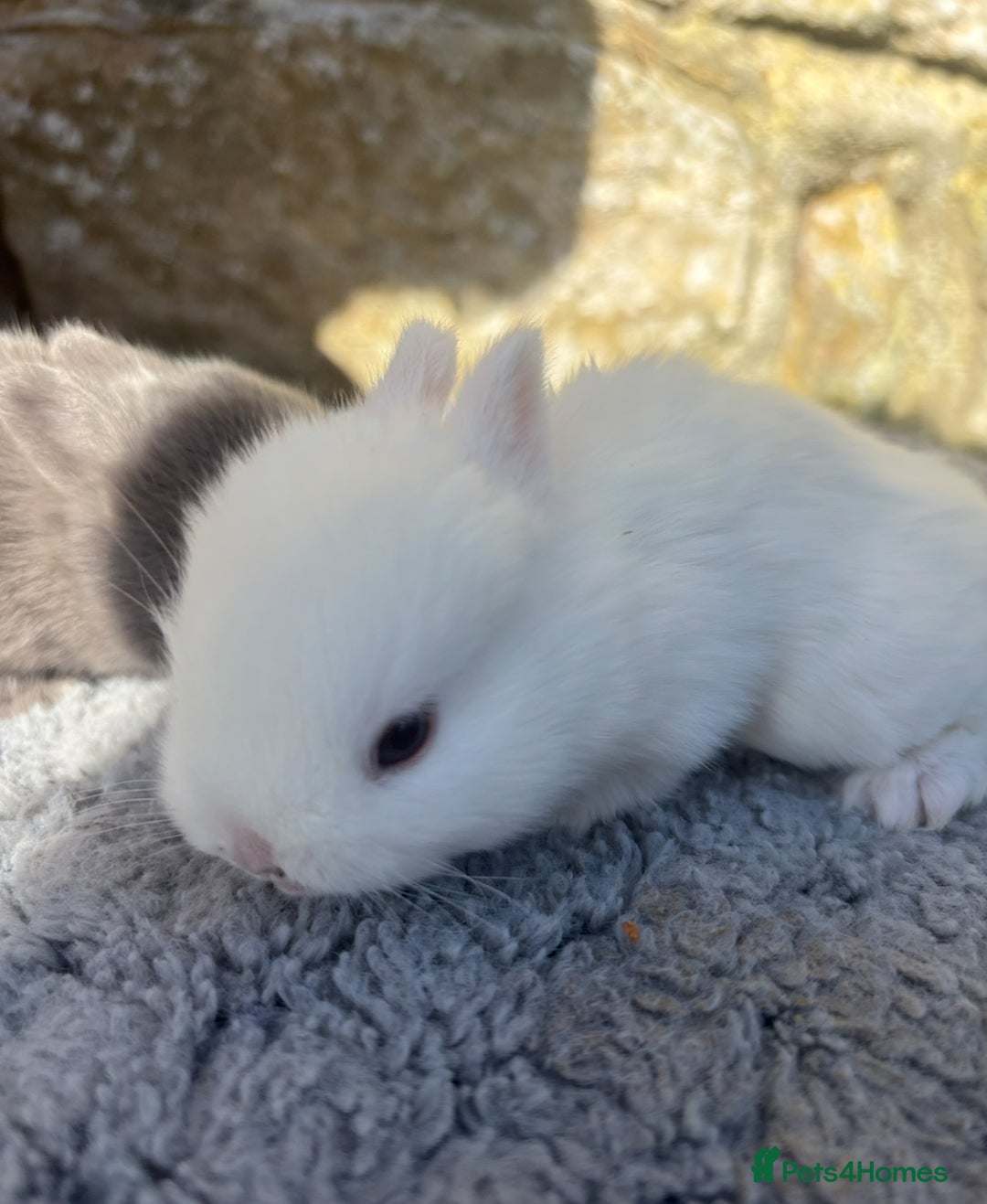 Netherland Dwarf rabbits for sale: Sweet Netherland Dwarf bunnies  - Advert 4