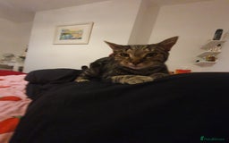 Mixed Breed cats for sale: 'Haze' - Image 3