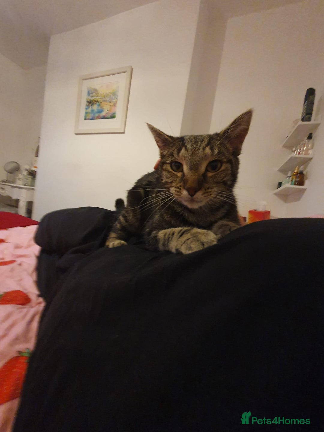 Mixed Breed cats for sale: 'Haze' - Image 3
