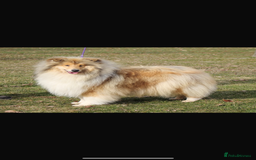 Rough Collie dogs for sale: Rough collie puppies  - Image 4