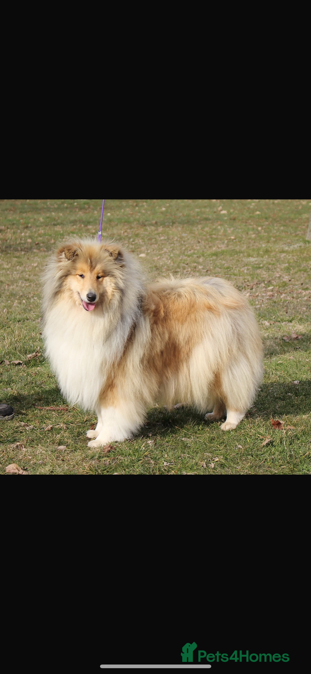 Rough Collie dogs for sale: Rough collie puppies  - Image 4