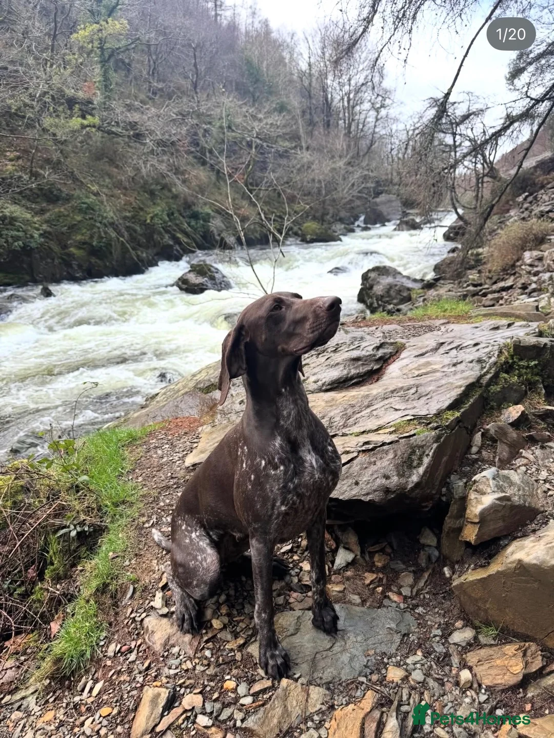 German Shorthaired Pointer dogs for sale: 8 week old German Shorthaired Pointer puppies  - Advert 2