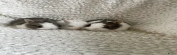 Netherland Dwarf rabbits for sale: Cute, sweet Netherland dwarf bunnies (pure breed) - Advert 3